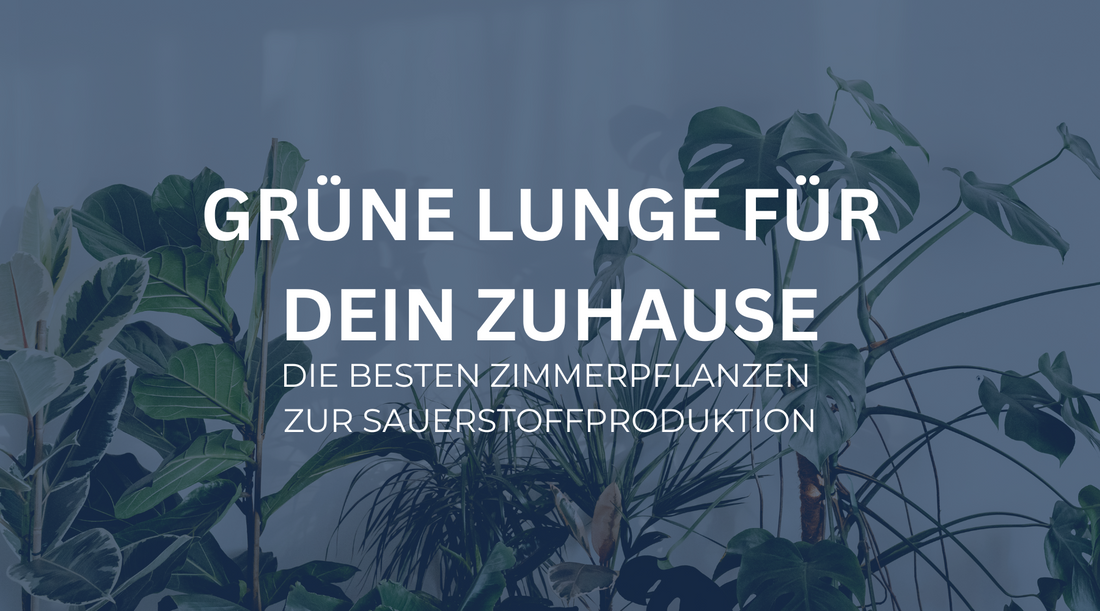 Grüne Lungen für dein Zuhause: Die besten Zimmerpflanzen zur Sauerstoffproduktion