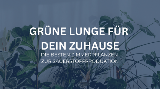 Grüne Lungen für dein Zuhause: Die besten Zimmerpflanzen zur Sauerstoffproduktion