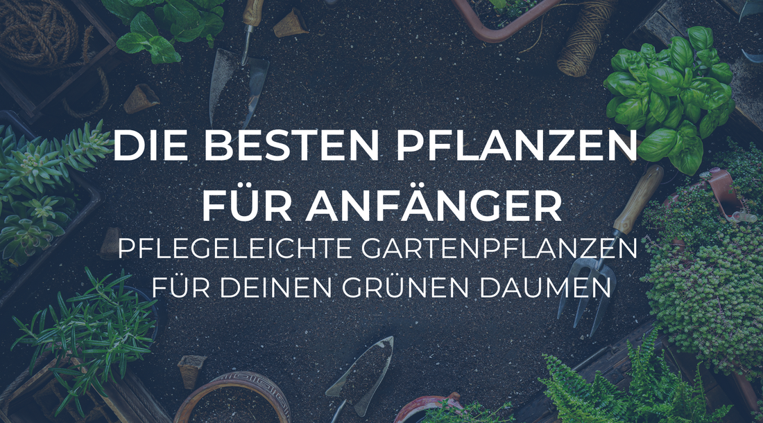 Die besten Pflanzen für Anfänger: Pflegeleichte Gartenpflanzen für Deinen grünen Daumen